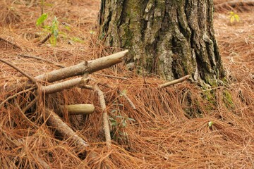 Close up of pine tree trunk, fallen dead leaves and branches on the ground. Cultivated trees for timber industry