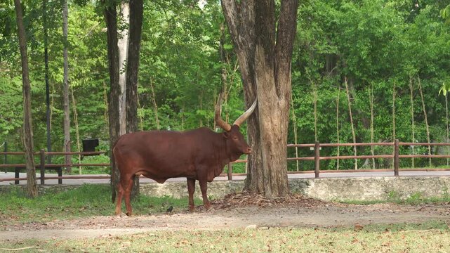 Footage of an Ankole Watusi or Bos taurus watusi, also known as Ankole Longhorn in a zoo.