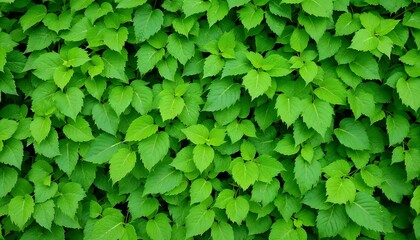Lush Green Leaves Background Texture for Nature and Wellness Projects