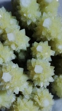 Close-up view of a cluster of light yellow barite crystals forming rosette shapes with small white cubes at the center, showcasing mineral formations