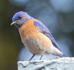 Western Bluebird male adult perched on a building rooftop. Mountain View, Santa Clara County, California.