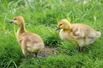 Graugansküken auf der Wiese