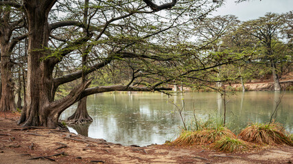 A peaceful view of the Frio River in Garner State Park, Texas, with large bald cypress trees, exposed roots, and soft reflections in the water on a cloudy day.
