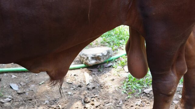 Close up of testicle of an Ankole Watusi or Bos taurus watusi, also known as Ankole Longhorn.