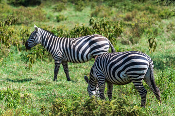 A herd of Plains zebra -Equus quagga- grazing in Lake Nakamuru national park in Kenya