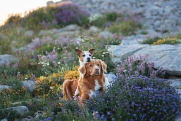 A Jack Russell Terrier and a Nova Scotia Duck Tolling Retriever rest together surrounded by vibrant...