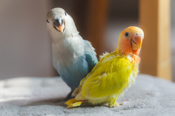 Two cute baby lovebirds sit on the sofa in the house. They are colorful pets, small, low sound, intelligent and have a strong love with their partner, so they are considered a symbol of faithful love.
