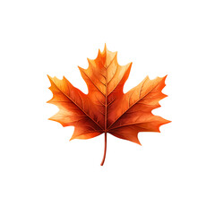 Fototapeta premium Closeup of a beautifully colored and textured autumn maple leaf against a clean white background