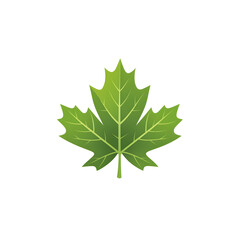 A vibrant green maple leaf stands out against a clean white background showcasing the natural beauty and elegant simplicity of this iconic botanical element