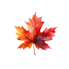 Fototapeta premium Close up of a beautifully colored autumn maple leaf with a gradient of vivid red and orange tones