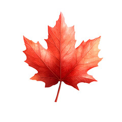 Close up of a beautifully colored fresh red maple leaf against a clean minimalist white background showcasing the intricate natural pattern and texture of this iconic autumn symbol