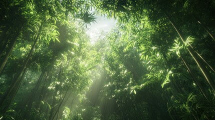 Sunlit Bamboo Forest