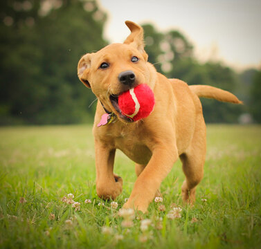 Close-up of a Labrabull Puppy running through a meadow with a red tennis ball in its mouth 