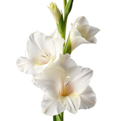 Vibrant gladiolus flower png floral bloom png summer blossom png transparent background image