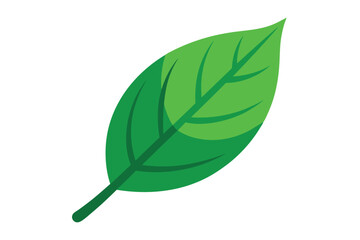 A single stylized green leaf on a white background illustration