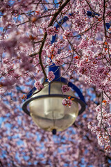 This photo shows abundant pink cherry blossoms and branches filling the frame. A street lamp is positioned in the middle ground, partially framed and surrounded by the lush spring bloom.