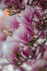Close-up of delicate pink and white Magnolia blossoms on a branch in spring. Captures the soft beauty of seasonal blooms.