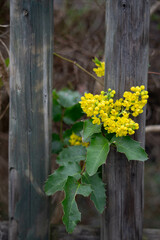 A close-up shows clusters of small yellow flowers and spiky green leaves growing in a natural setting. The image emphasizes the vibrant color of the blossoms and the rough texture of the old wood