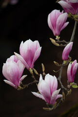 A branch of magnolia blossoms stands out against a dark, almost black background. The delicate pink petals are softly illuminated, creating a striking contrast.