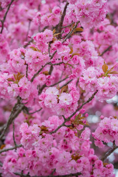 Fototapeta Lush pink cherry blossoms in full spring bloom fill the frame. Layers of ruffled petals create a beautiful, vibrant texture with a soft background.