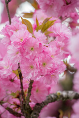 Close-up of vibrant pink cherry blossoms on a branch in full bloom. Highlights rich color, ruffled...