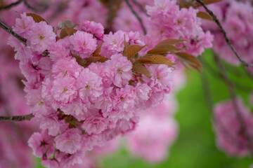 Soft pink cherry blossoms in a lush cluster on a branch during springtime. Delicate ruffled petals...