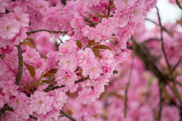 A very close-up perspective highlights dense clusters of vibrant pink cherry in the spring season. The image focuses on the intricate details and ruffled texture of the multi-petaled flowers