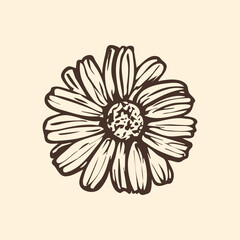 Fototapeta premium Daisy flower botanical sketch outline illustration. Daisy flowers spring doodle drawing in engraving style. Hand drawn vector line art clipart isolated