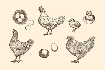 Hen chicken chick sketch outline illustration set. Farm chicken doodle drawing in engraving style. Hand drawn vector line art clipart isolated