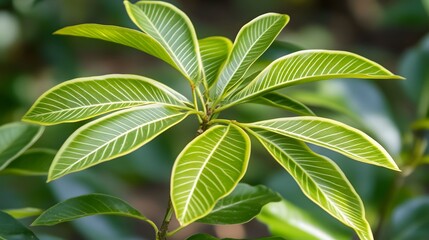 Vibrant Green Plant Leaves Close Up Detailed Macro Shot