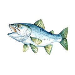 Fototapeta premium Detailed illustration of a freshwater fish, showcasing its features, colors, and unique attributes for aquatic life representation.