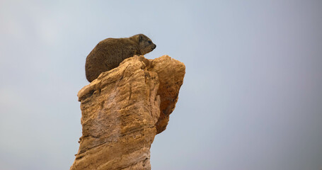 The rock hyrax sits on a rock against a gray sky. Procavia capensis is commonly found in dry land areas such as deserts, savannas, and bush forests.