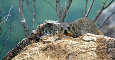 Common Rock Hyrax - Procavia capensis, small mammal from African hillls and mountains, Namibia.