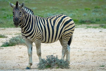 Burchell's zebra stands in the savannah. Seen during a game drive in Etosha National Park. Tourism and vacation concept. Namibia, Africa.