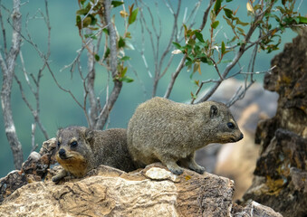 Common Rock Hyrax - Procavia capensis, small mammal from African hillls and mountains, Namibia.