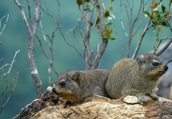 Common Rock Hyrax - Procavia capensis, small mammal from African hillls and mountains, Namibia.