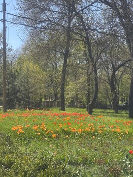 Tulips, blossoms, springtime, Ukraine, and Kropyvnytskyi &ndash; a breathtaking floral celebration where colorful tulips bloom abundantly, painting the park with vibrant life, freshness, charm, and seasonal
