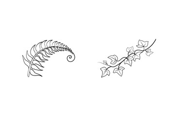 Botanical Line Art Illustration Featuring Fern Frond And Ivy Vine On White