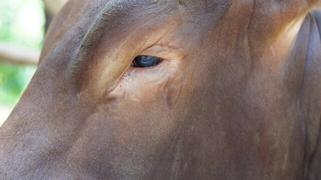 Close up footage of an Ankole Watusi or Bos taurus watusi, also known as Ankole Longhorn eye part.