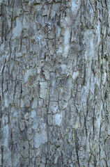 tree bark texture
