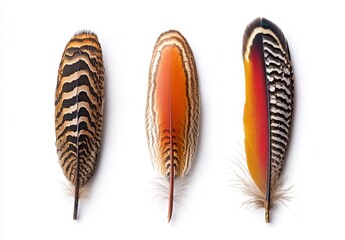 Vibrant bird feathers, displaying intricate patterns and colors
