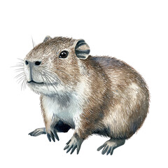 Obraz premium Cute Capybara Portrait Isolated on Transparent background, Detailed Illustration of Rodent Features and Textures