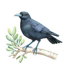 Fototapeta premium Isolated Illustration of a Chough Bird Perched on a Branch Surrounded by Green Leaves in a Nature Setting