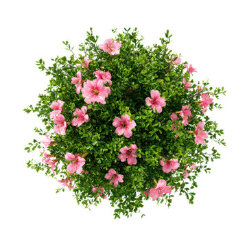 Fototapeta Aerial view of a flowering bush with pink blossoms on a solid backdrop