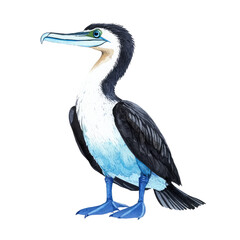 Fototapeta premium Isolated Illustration of a Cormorant with Detailed Features and Vibrant Colors on a Transparent background