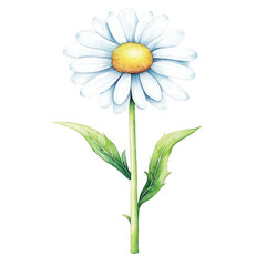 Fototapeta premium Charming isolated daisy flower illustration with vibrant petals and delicate green stem suitable for various design projects