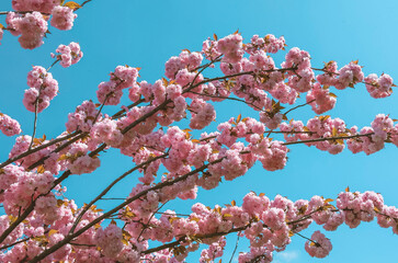 Pink Blossoming Tree – Japanese Cherry Blossom and Spring Nature Beauty in Full Bloom