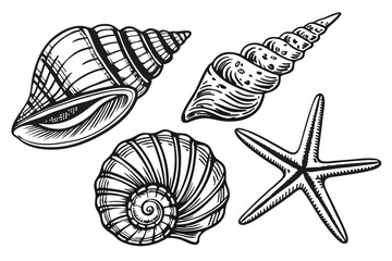 44 Detailed hand-drawn seashells, vintage scientific illustration, black and white ink sketches, nautical theme, realistic textures, starfish, conch shell, scallop shell, various shell types, beach tr