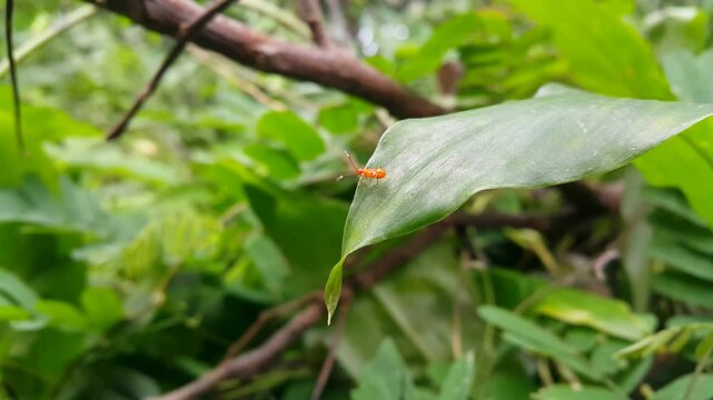 View of Oncopeltus fasciatus still small (Cotton Stainer nymphs) walking on green leaves then hiding behind the leaves. 4k footage focused on the foreground. Perfect for mountain documentaries.