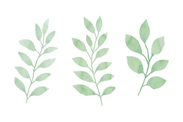 Watercolor leaves illustration set - green leaf branches collection for wedding, greetings, stationary, wallpapers, fashion, background. olive, green leaves, Eucalyptus etc